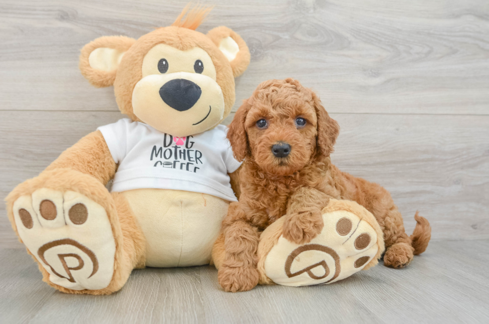 5 week old Mini Goldendoodle Puppy For Sale - Premier Pups