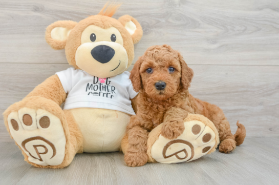 Playful Mini Groodle Poodle Mix Puppy