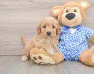 6 week old Mini Goldendoodle Puppy For Sale - Premier Pups
