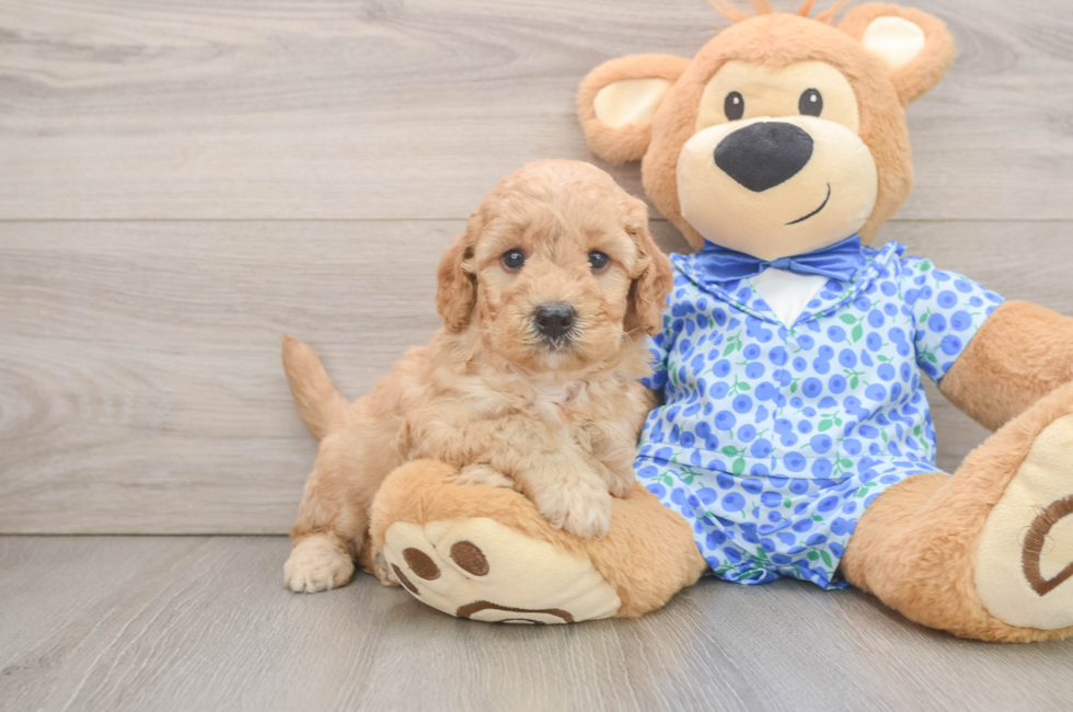 6 week old Mini Goldendoodle Puppy For Sale - Premier Pups