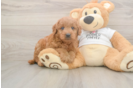 Mini Goldendoodle Pup Being Cute