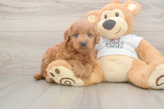 Mini Goldendoodle Pup Being Cute