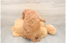 Popular Mini Goldendoodle Poodle Mix Pup