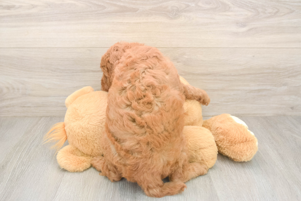 Popular Mini Goldendoodle Poodle Mix Pup