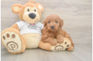 Best Mini Goldendoodle Baby