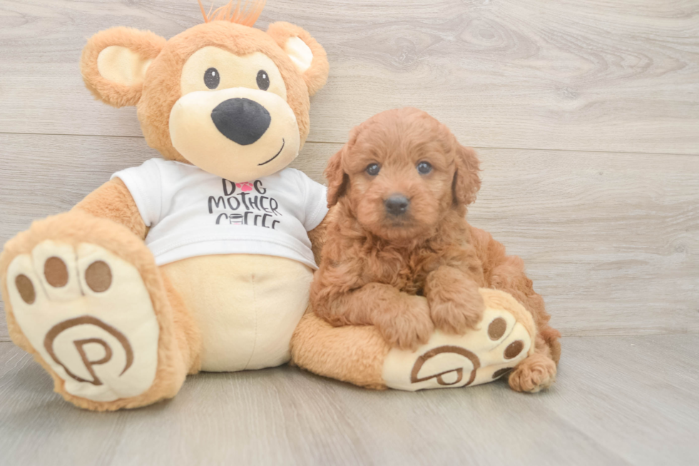 Best Mini Goldendoodle Baby