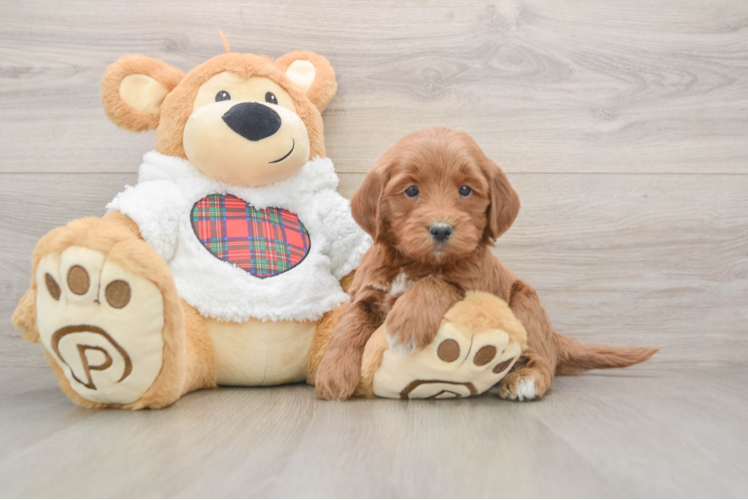 Best Mini Goldendoodle Baby