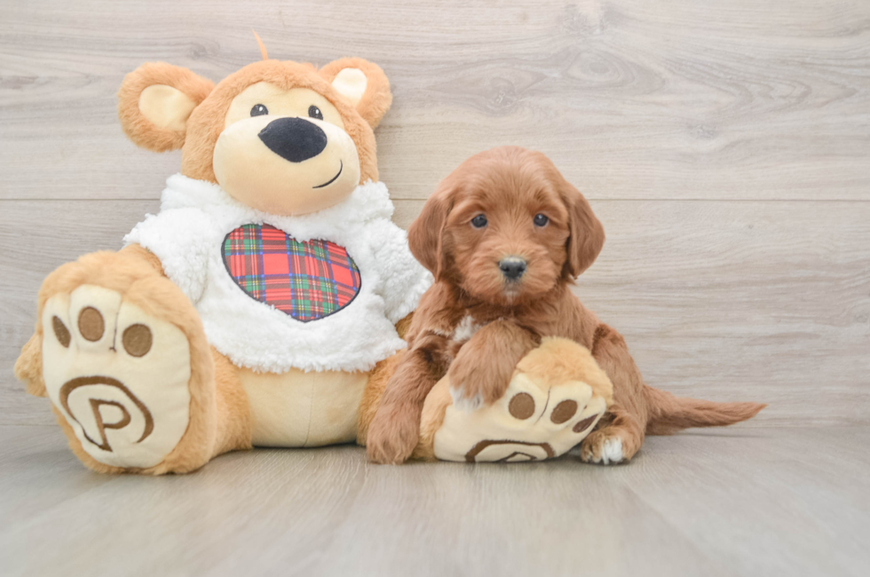 5 week old Mini Goldendoodle Puppy For Sale - Premier Pups