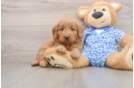 Mini Goldendoodle Puppy for Adoption