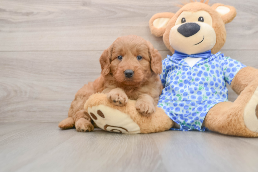 Mini Goldendoodle Puppy for Adoption