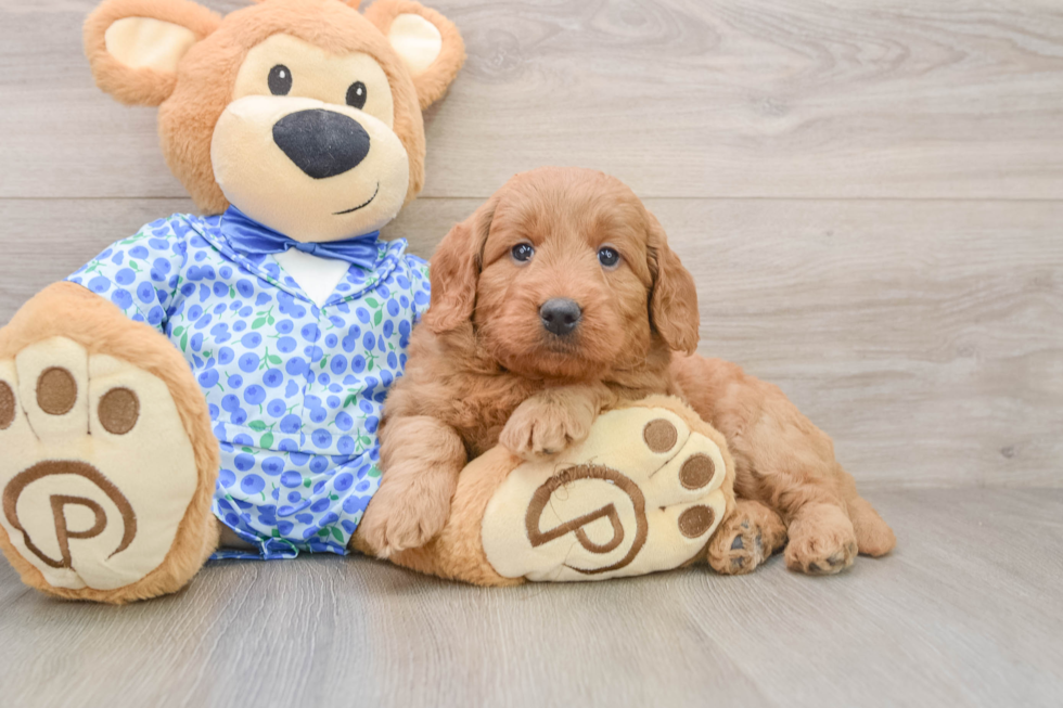 Popular Mini Goldendoodle Poodle Mix Pup