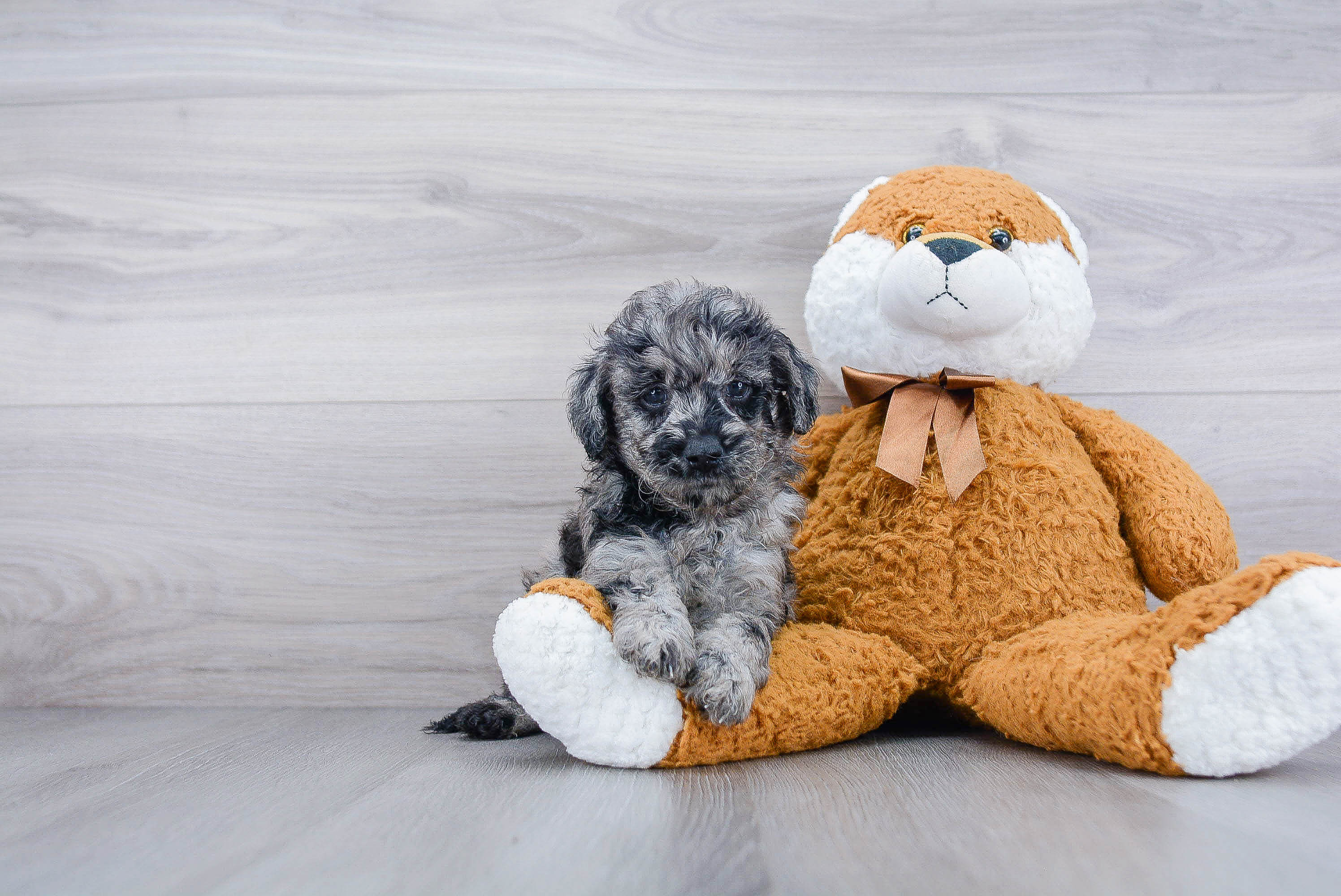 Best Mini Goldendoodle Baby