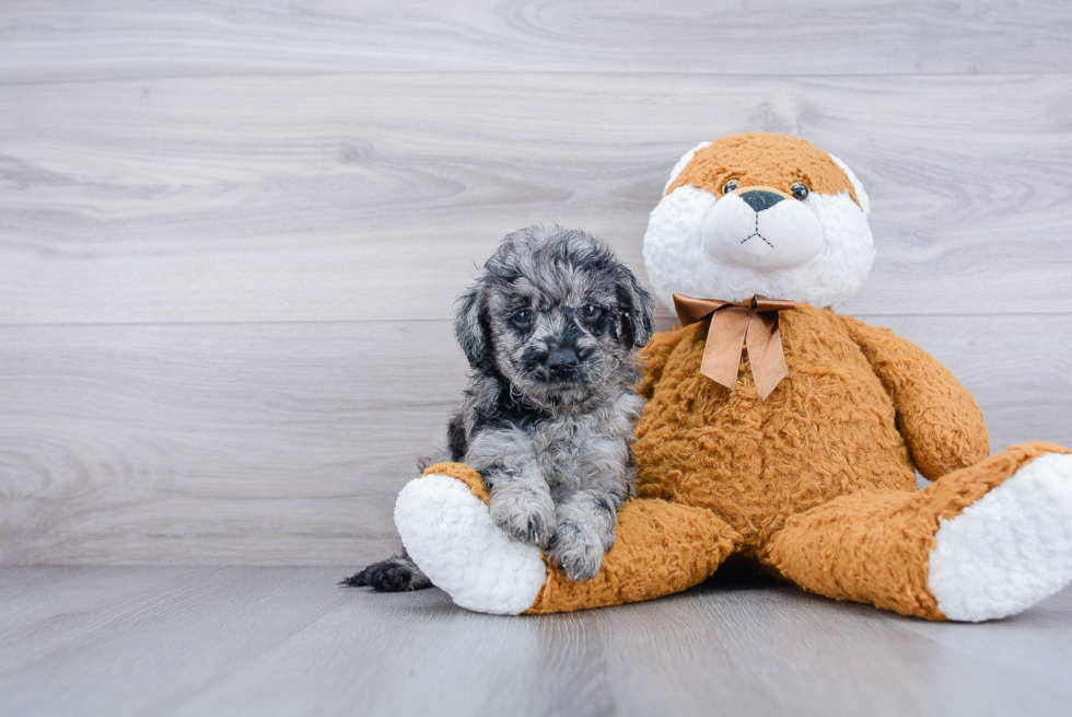 Best Mini Goldendoodle Baby