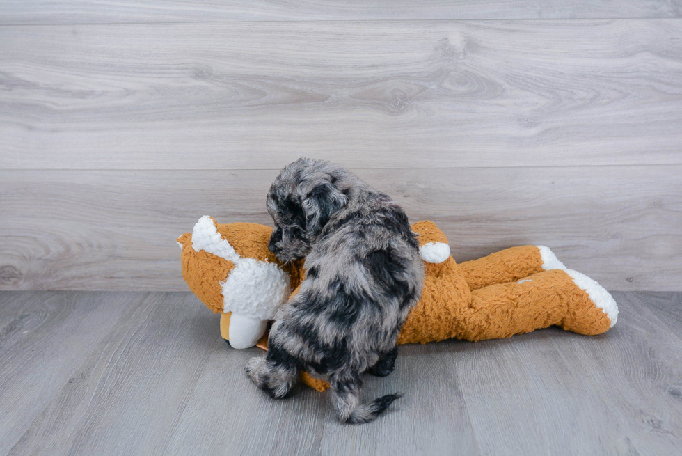 Little Golden Retriever Poodle Mix Puppy