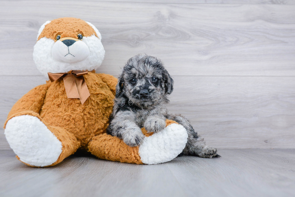 Little Golden Retriever Poodle Mix Puppy