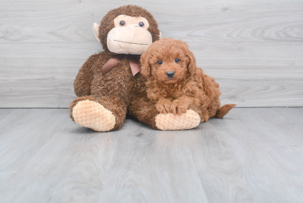 Happy Mini Goldendoodle Baby