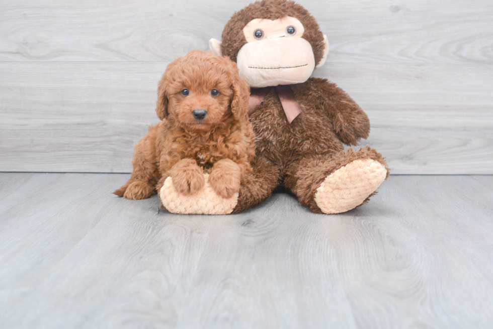 Friendly Mini Goldendoodle Baby