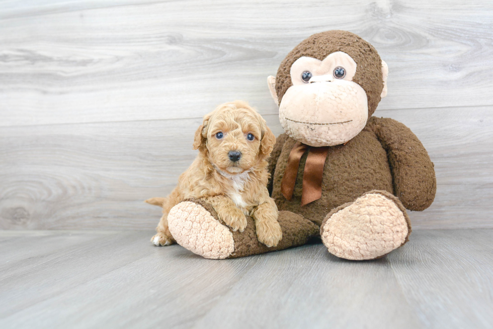 Mini Goldendoodle Puppy for Adoption