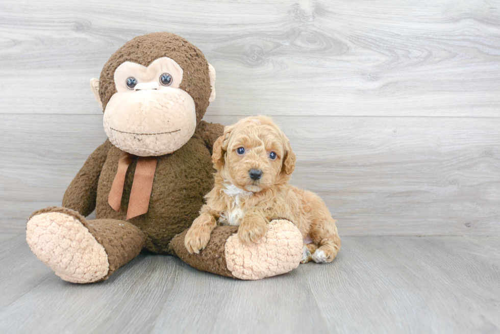 Adorable Golden Retriever Poodle Mix Puppy