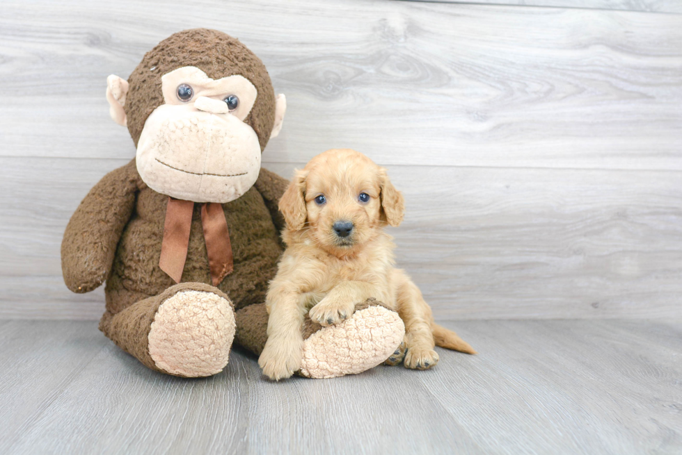 Cute Mini Goldendoodle Baby