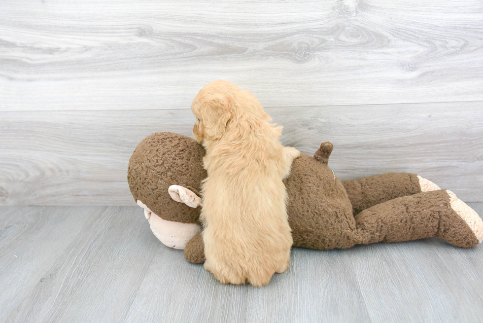 Mini Goldendoodle Puppy for Adoption