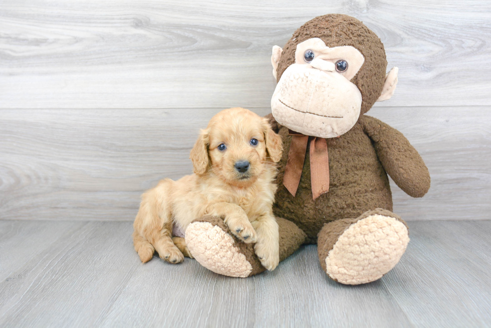 Mini Goldendoodle Puppy for Adoption