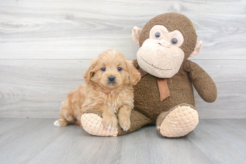 Mini Goldendoodle Pup Being Cute