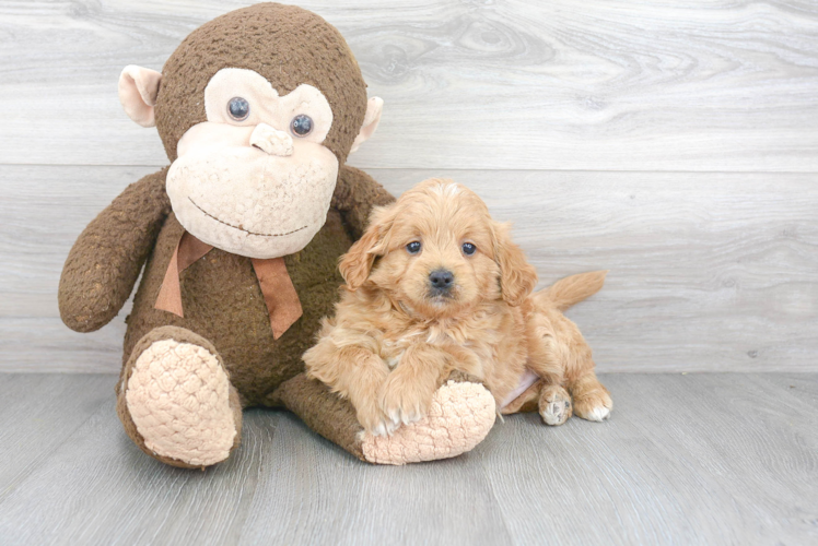 Mini Goldendoodle Pup Being Cute