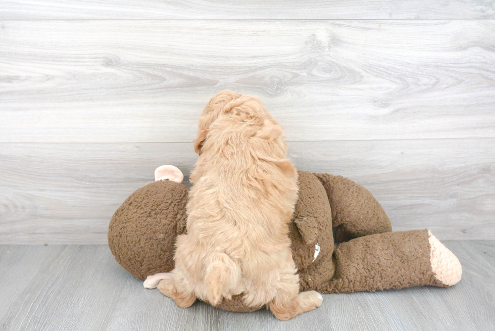 Funny Mini Goldendoodle Poodle Mix Pup
