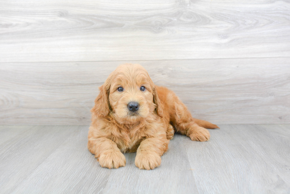 Mini Goldendoodle Pup Being Cute