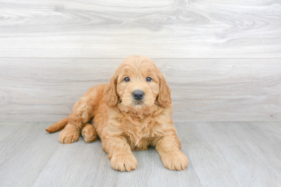 Best Mini Goldendoodle Baby