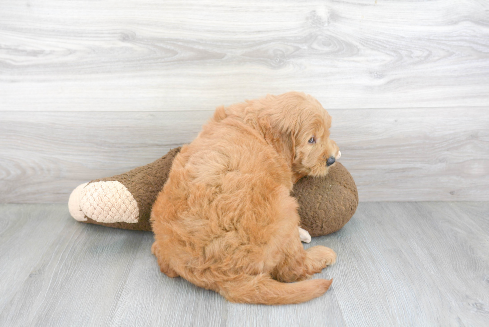 Cute Mini Goldendoodle Baby