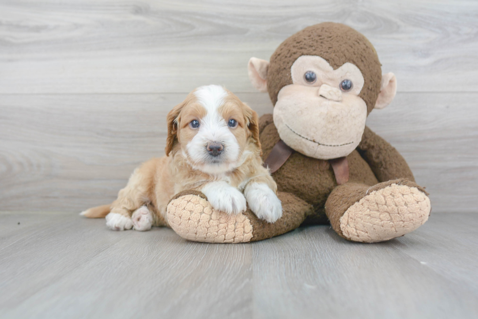 Fluffy Mini Goldendoodle Poodle Mix Pup