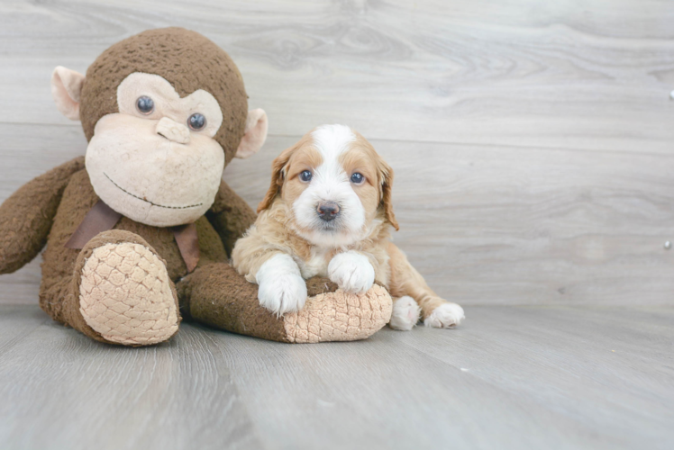 Best Mini Goldendoodle Baby