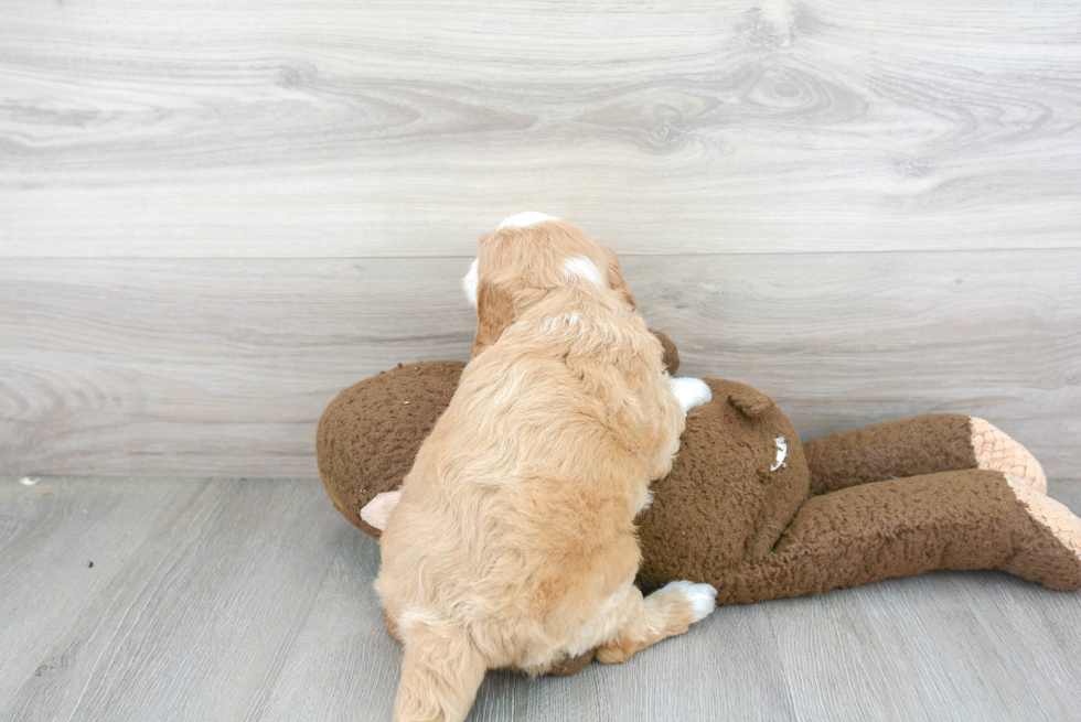 Mini Goldendoodle Pup Being Cute