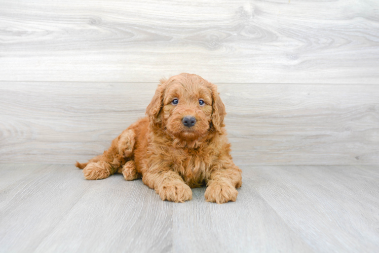 Mini Goldendoodle Puppy for Adoption