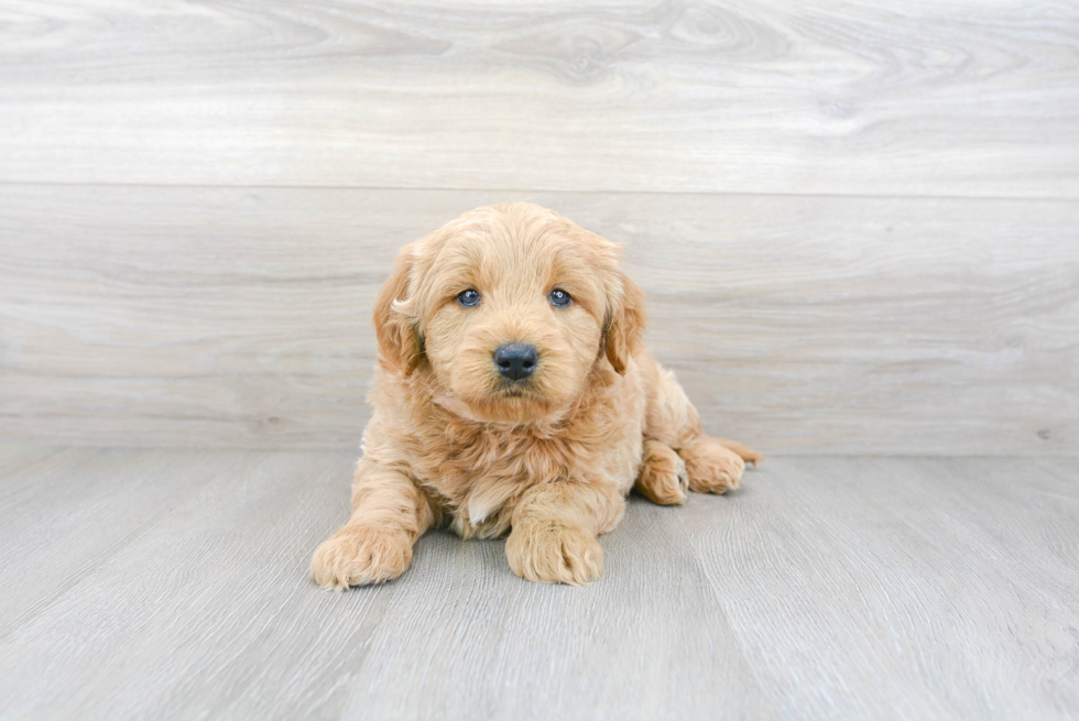 Best Mini Goldendoodle Baby