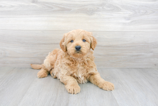 Funny Mini Goldendoodle Poodle Mix Pup