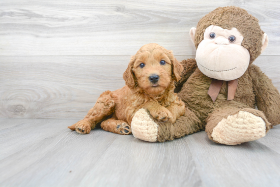 Best Mini Goldendoodle Baby