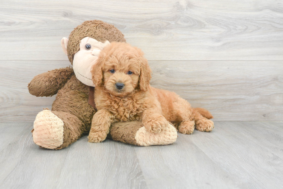 Popular Mini Goldendoodle Poodle Mix Pup