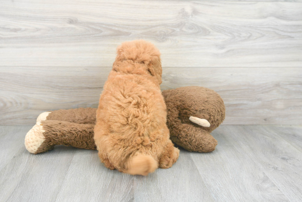 Mini Goldendoodle Puppy for Adoption