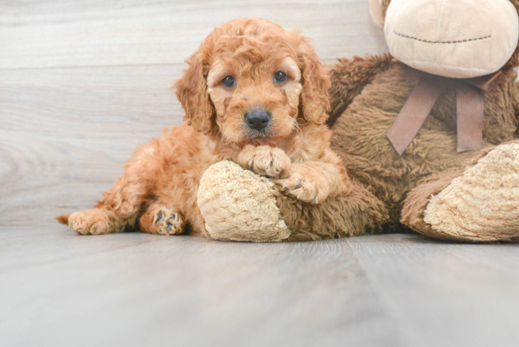 Small Mini Goldendoodle Baby