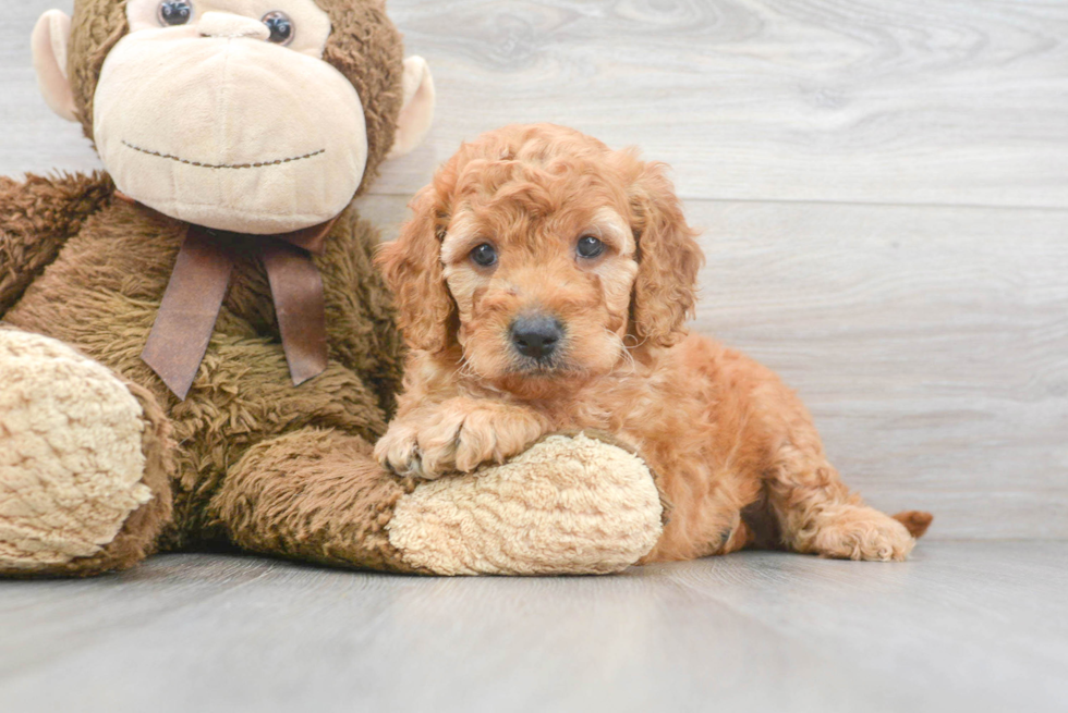 Mini Goldendoodle Pup Being Cute