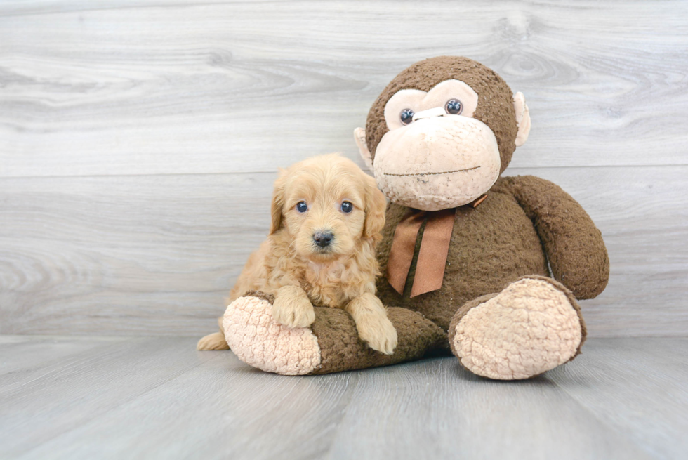 Little Golden Retriever Poodle Mix Puppy