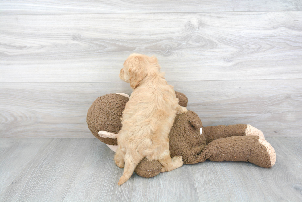 Best Mini Goldendoodle Baby