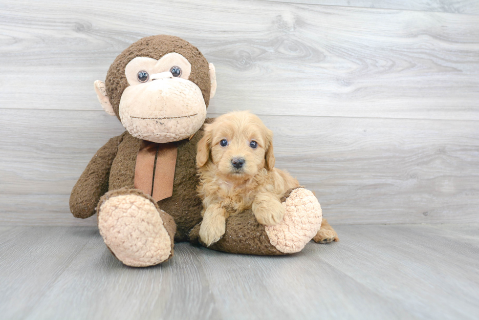 Small Mini Goldendoodle Baby