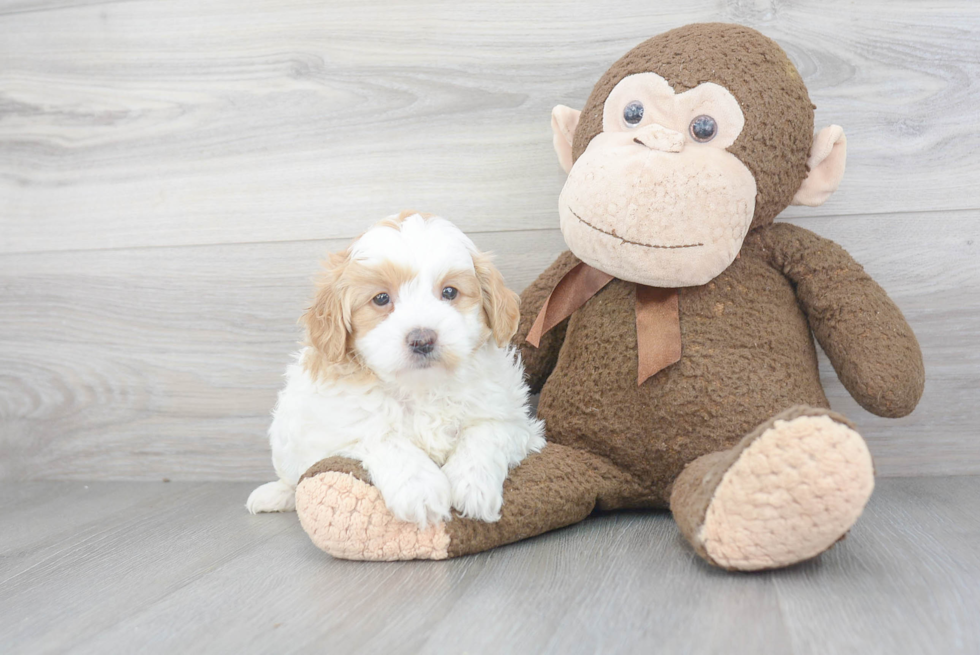 Mini Goldendoodle Pup Being Cute