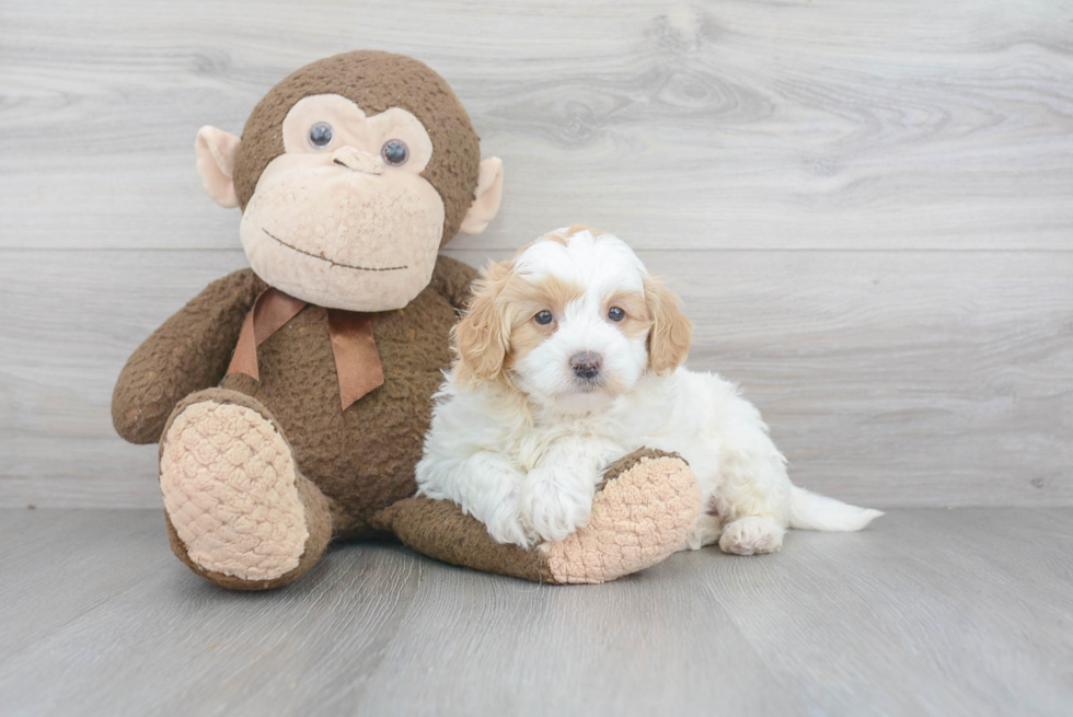 Mini Goldendoodle Pup Being Cute