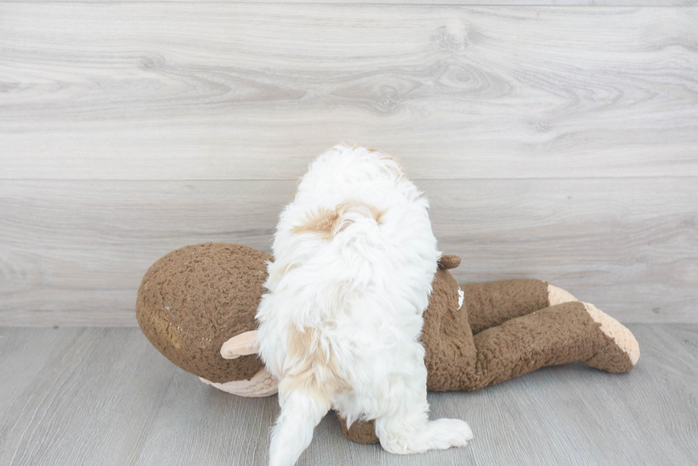 Mini Goldendoodle Pup Being Cute