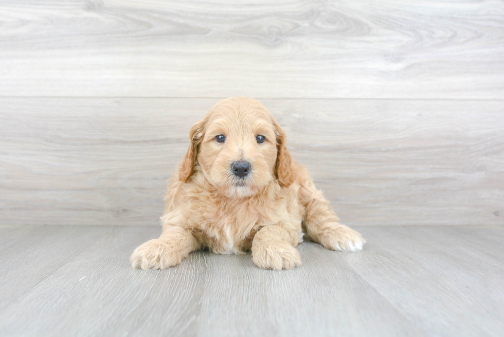 Playful Golden Retriever Poodle Mix Puppy